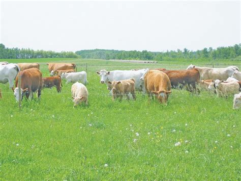 Pasture insurance program widened to include all of Manitoba
