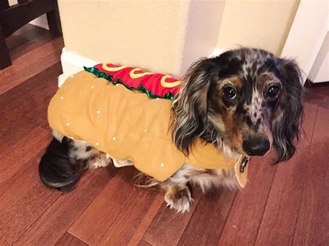 The 21 Best Halloween Costumes For Dachshunds The Paws