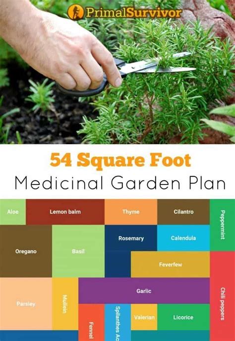 54 Square Foot Medicinal Garden Plan Organicgardens Medicinal Herbs