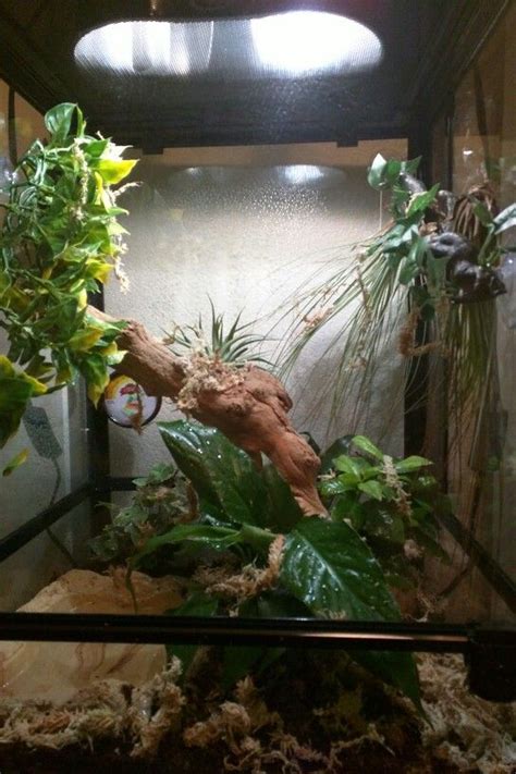 My Red Eyed Tree Frog Terrarium Tree Frog Terrarium Reptile Terrarium