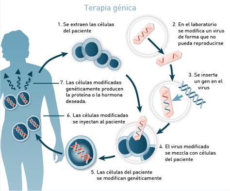 Terapia Génica Medicina Regenerativa Células Madre