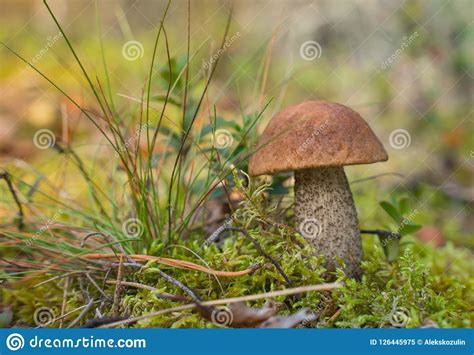 Boletus Edulis Beautiful Edible Mushrooms Growing In Natural Forest