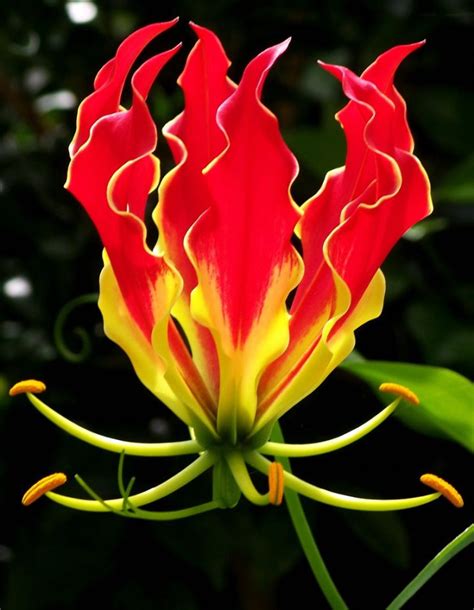 158 Best Images About Colorful And Unusual Flowers On Pinterest Florida