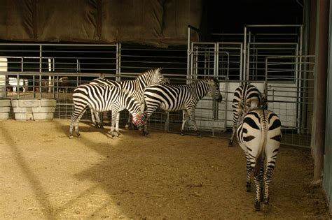 Hedrick Exotic Animal Farm Bed And Breakfast Kansas Tourism Flickr