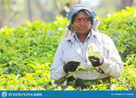 Tamil Woman With Typical Colorful Dress Working In Tea Plantation Sri