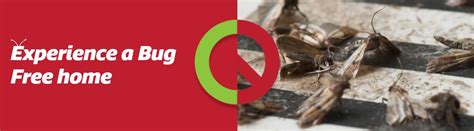 moth pest control sydney moth control and removal bug free