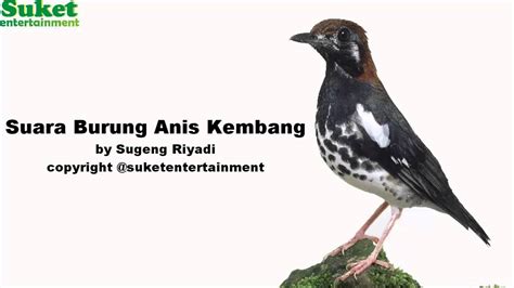 Download lagu decu wulung 11.55mb dan streaming kumpulan lagu decu wulung 11.55mb suara khas burung decu menjadi daya tarik para pecinta burung kicauan di indonesia, dan untuk selain. Burung Decu Wulung : Burung Decu , Kacer Mini - YouTube ...