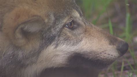 As Idaho Moves To Kill Wolves Washington Continues Protections