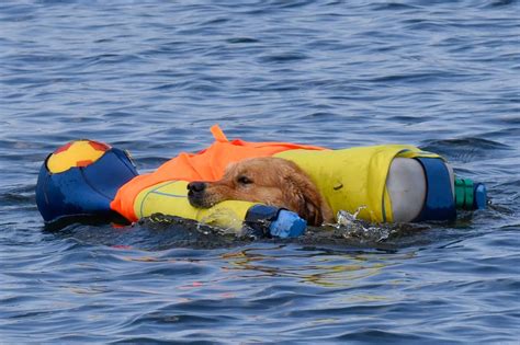 Démonstrations De Sauvetage Par Des Chiens Sauveteurs En Mer à Létang