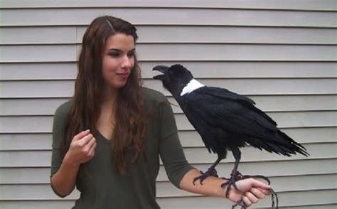 ravens can talk