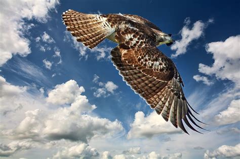 Red Tailed Hawk Flying In The Clouds Smithsonian Photo Contest