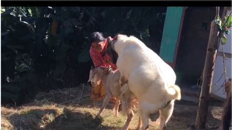 goat mating goat breeding australian boer goat metting youtube