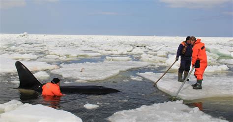 Courageous Rescue Of Killer Whales Trapped Among Ice Floes In Russia