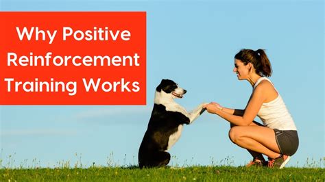 Why You Should Choose Positive Reinforcement Dog Training W Holly