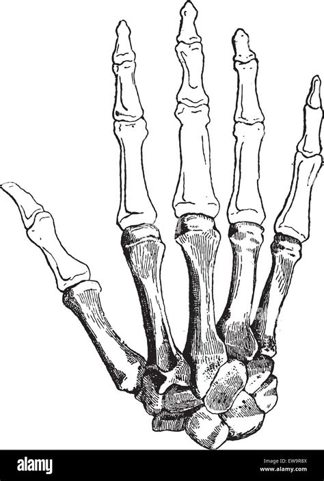 Bones Of A Human Hand Dorsal Side Showing Bottom To Top Carpals