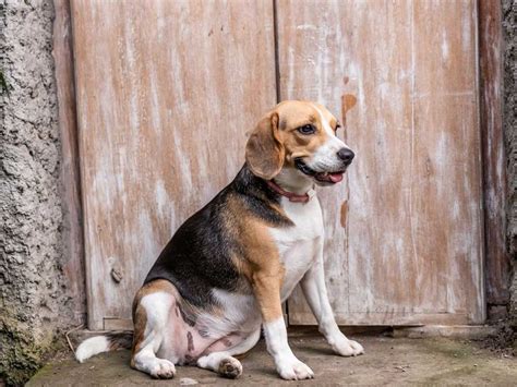 Know Beagle Dog Breed Information And Characteristics