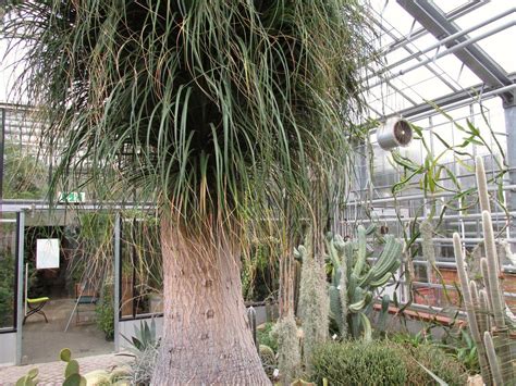 Maybe you would like to learn more about one of these? Botanischer Garten Potsdam | Plants, Garden