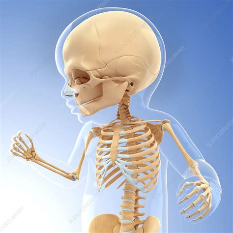 Babys Skeletal System Artwork Stock Image F0104252 Science