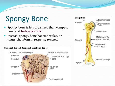 Labeled Spongy Bone Anatomy
