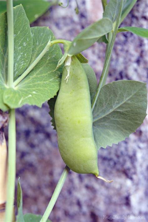 Gardening Guide Growing Sugar Snap Peas