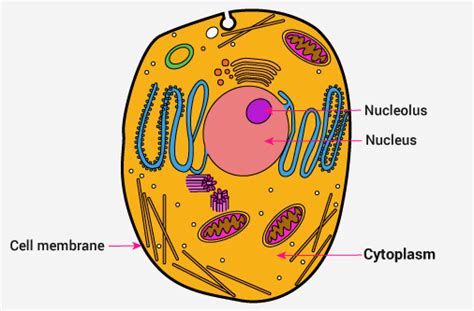 The cytoplasm is responsible for holding the components of the cell and protects them from damage. NCERT Solutions - Cell Structure & Functions Class 8 Notes ...