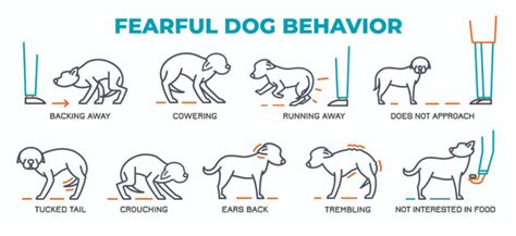How Do Dogs Communicate With Body Language