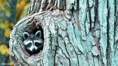 Do Raccoons Live In Trees Raccoon Life