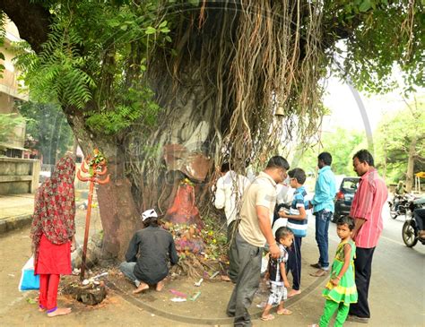 Image Of People Offering Prayers At Sacred Tree Of Hindus Hg718278 Picxy