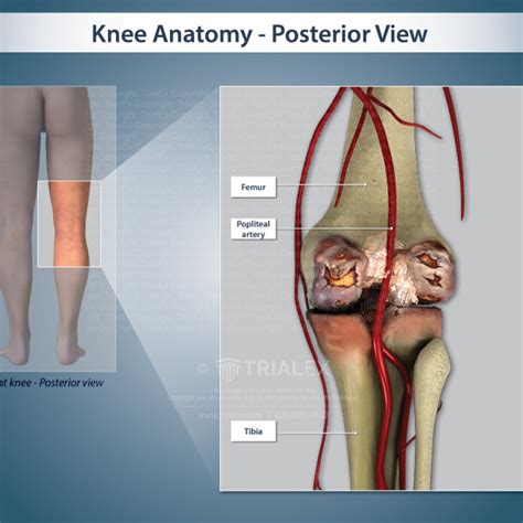 Knee Anatomy Posterior View Trialexhibits Inc