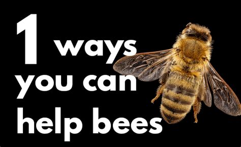 7 Ways You Can Help Bees Bee Canning Bee Friendly