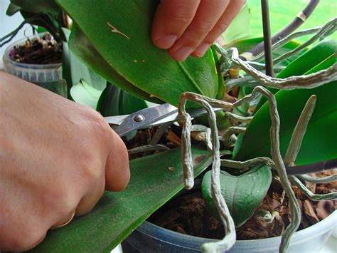 How To Prune An Orchid Step By Step Guide Brilliant Orchids Pruning