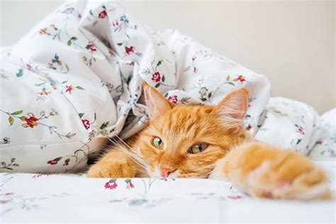 Unsaubere katze 10 grunde und tipps haustiermagazin. Samtpfoten kommen gerne zum Kuscheln ins Bett - sollte man ...