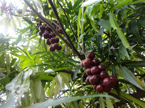 Maybe you would like to learn more about one of these? Kebun Bahagia Bersama: Buah-Buahan