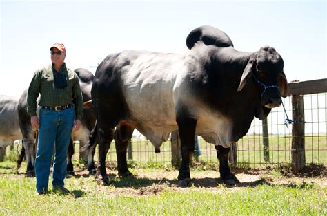 The brahman breed (also known as brahma) originated from bos indicus cattle from india, the sacred cattle of india. V8 Ranch's Brahman Blog: Wild Brahmans Featured at Recent Ranch Tour