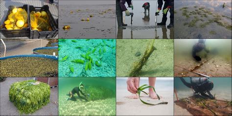Frontiers Seagrass Restoration Is Possible Insights And Lessons From