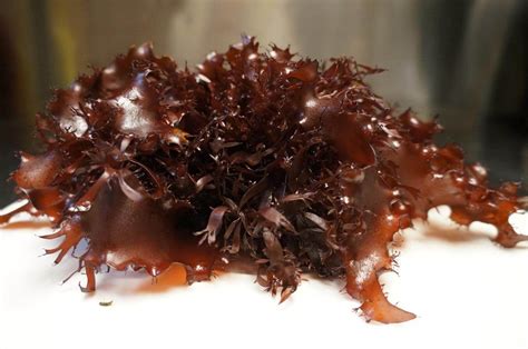 new seaweed that tastes like bacon and has twice the nutritional value of kale food