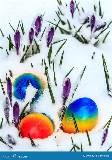 Easter Eggs In Snow Stock Image Image Of White Tradition 29793043