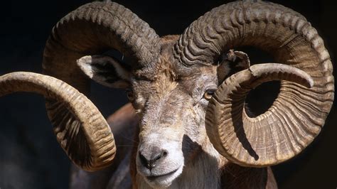 Its regal antlers are some of the most notable characteristics in the animal kingdom, used for defense and sexual signaling. Closeup of a male Trandcaspian urial displaying his large, curved horns | Goats, Animals, Zoo ...