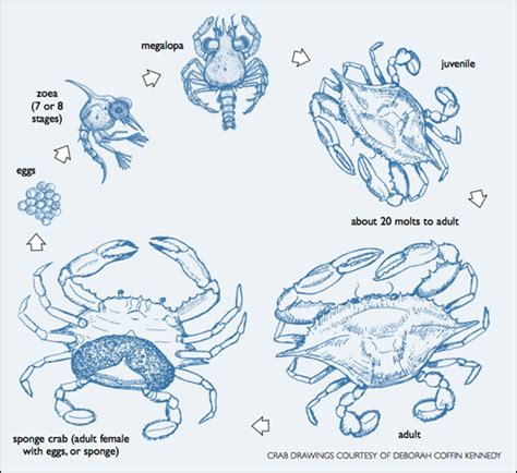Atlantic Blue Crab Life Cycle Life Cycles Sea Creatures Art Cycle