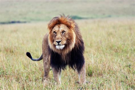 5 Scary Facts About Lions This World Lion Day Africa