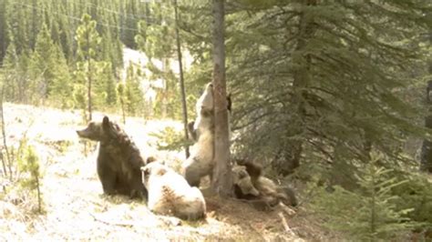 Alberta Grizzly Bear Video Goes Viral Canadian Bears Become Superstars