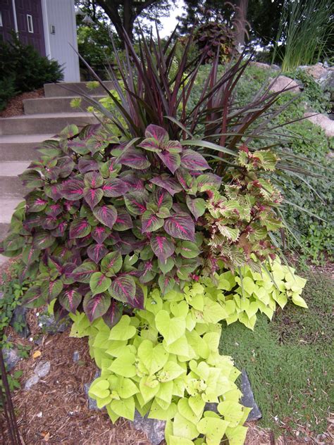 Magilla perilla is an herbaceous annual with an upright spreading habit of growth. Pennisetum purpureum 'Prince', Perilla Magilla, Coleus ...