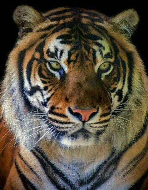 El tigre (panthera tigris) es una de las especies de la subfamilia de los panterinos (familia felidae) pertenecientes al género panthera. Pin de Eduardo Ruiz Monroy en Tigre Rugiendo | Tigre ...
