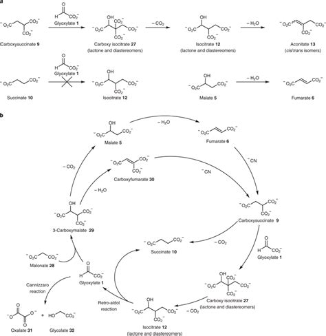 Reactions Enabling A Pathway That Bypasses The Ketoacids Of The Tca