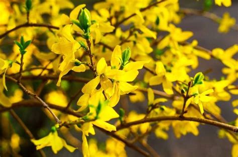 Whens The Best Time To Prune Forsythia Tips You Need To Know Thearches