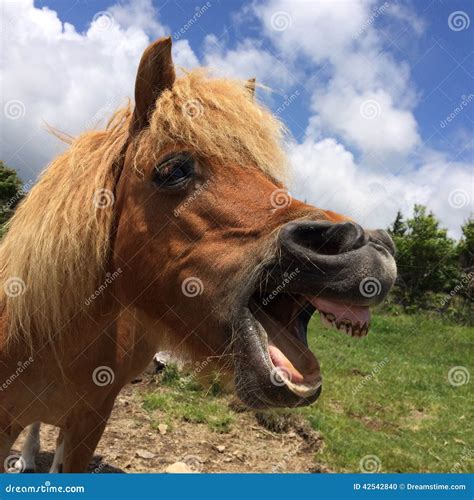 Wild Ponies Of The Grayson Highlands State Park Virginia Stock Photo