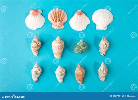 Set Of Seashells On Pastel Aqua Background Stock Image Image Of