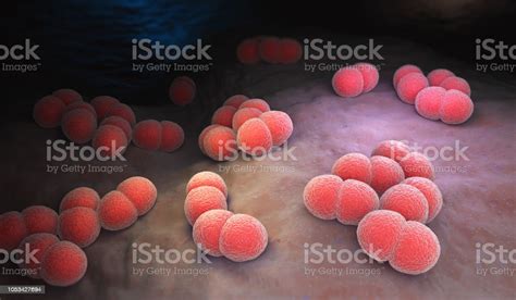 Neisseria Meningitidis Bacteria Stock Photo Download Image Now