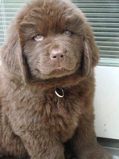 Casa Loma Newfoundlands Breed And Sells Top Quality Brown Newfoundlands