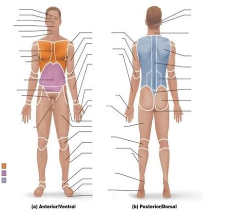 Anatomical Position Blank Human Body Diagram Anatomy And Physiology